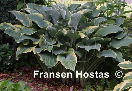 Hosta Regal Splendor